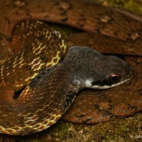 Rhabdophis ceylonensis Gunther, 1858